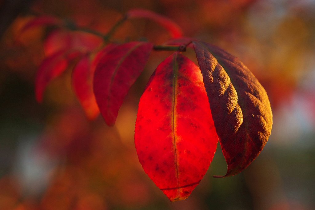 紅葉灯り