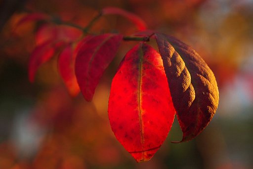 紅葉灯り