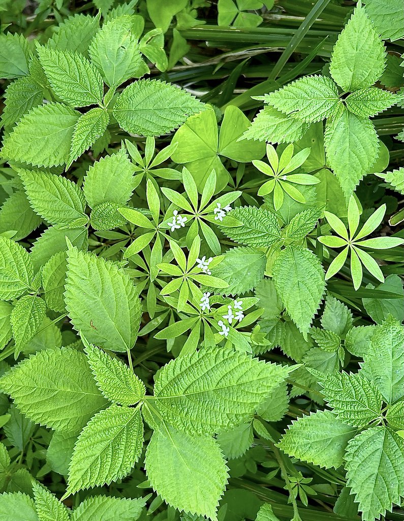 高山の花−２