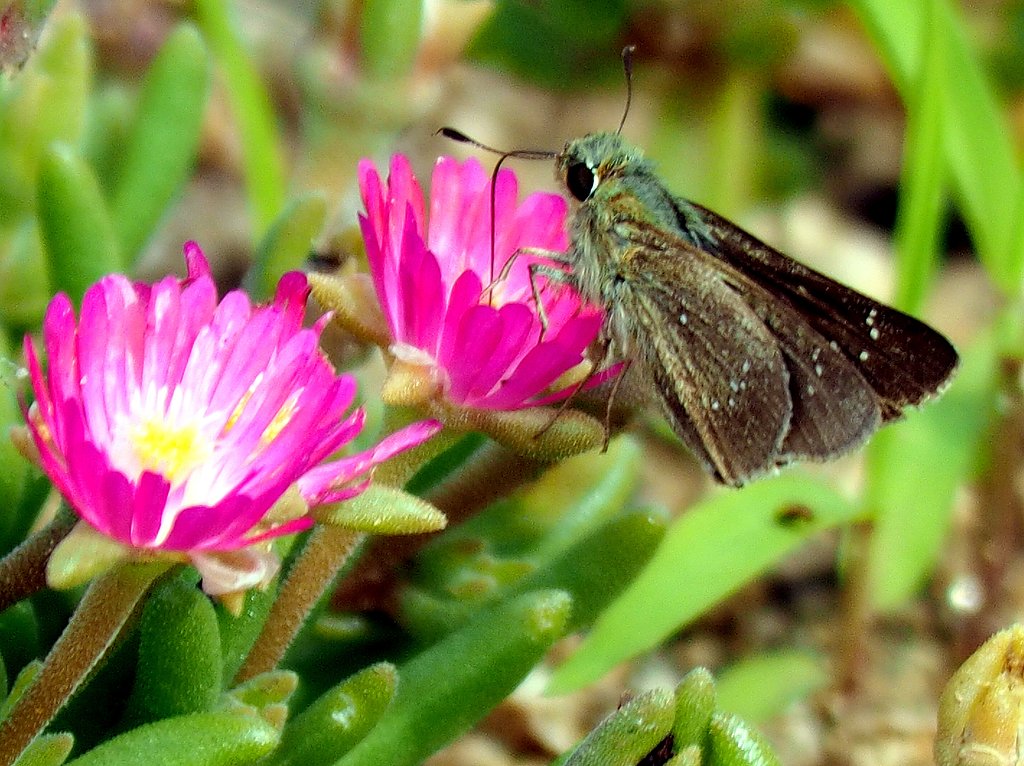 小さい花と小さな蝶