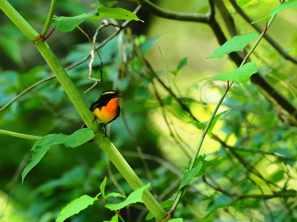 キビタキ鳴く