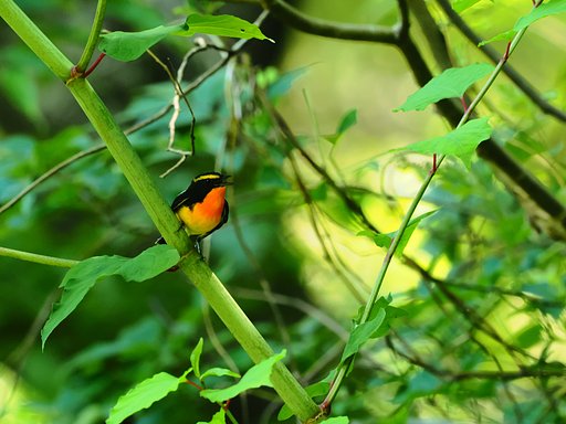 キビタキ鳴く