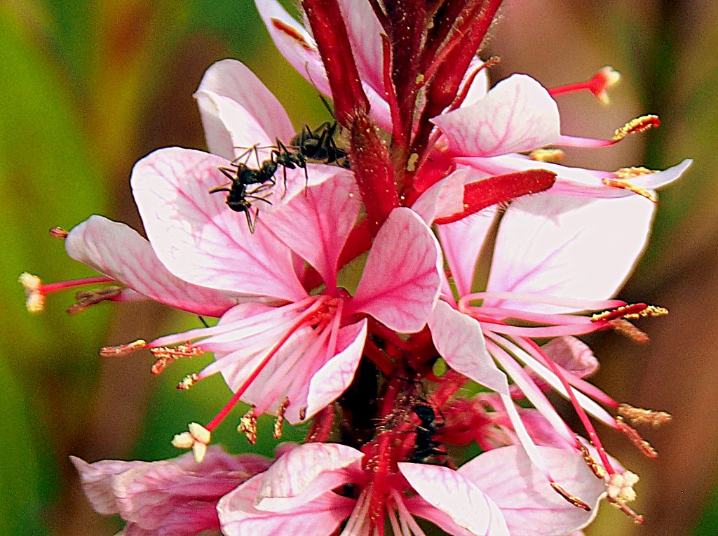 ガウラの花の中