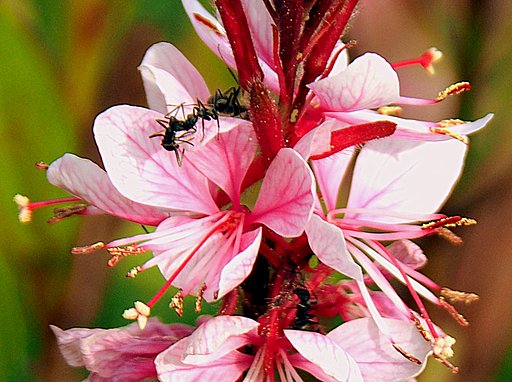 ガウラの花の中