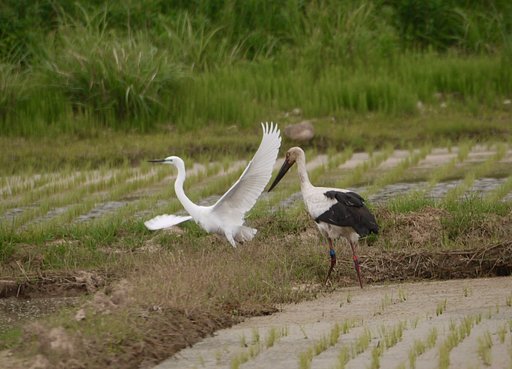 コウノトリ&サギ