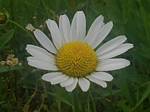 川沿いで見られた白い花