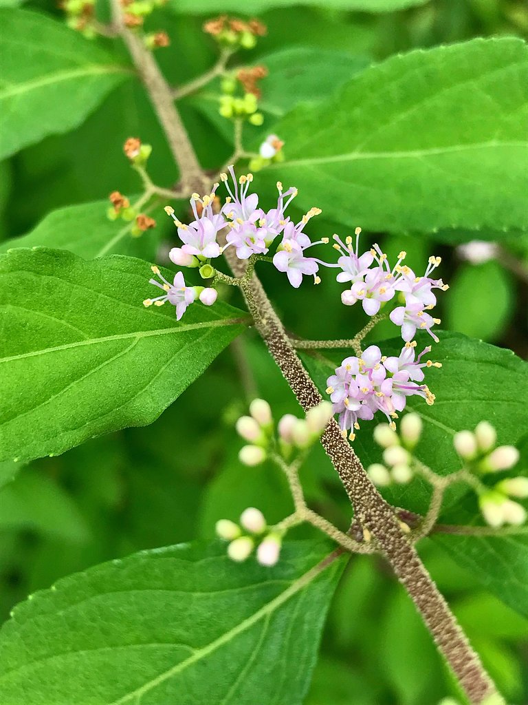 ムラサキシキブの花