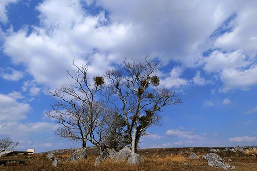 3月8日の写真