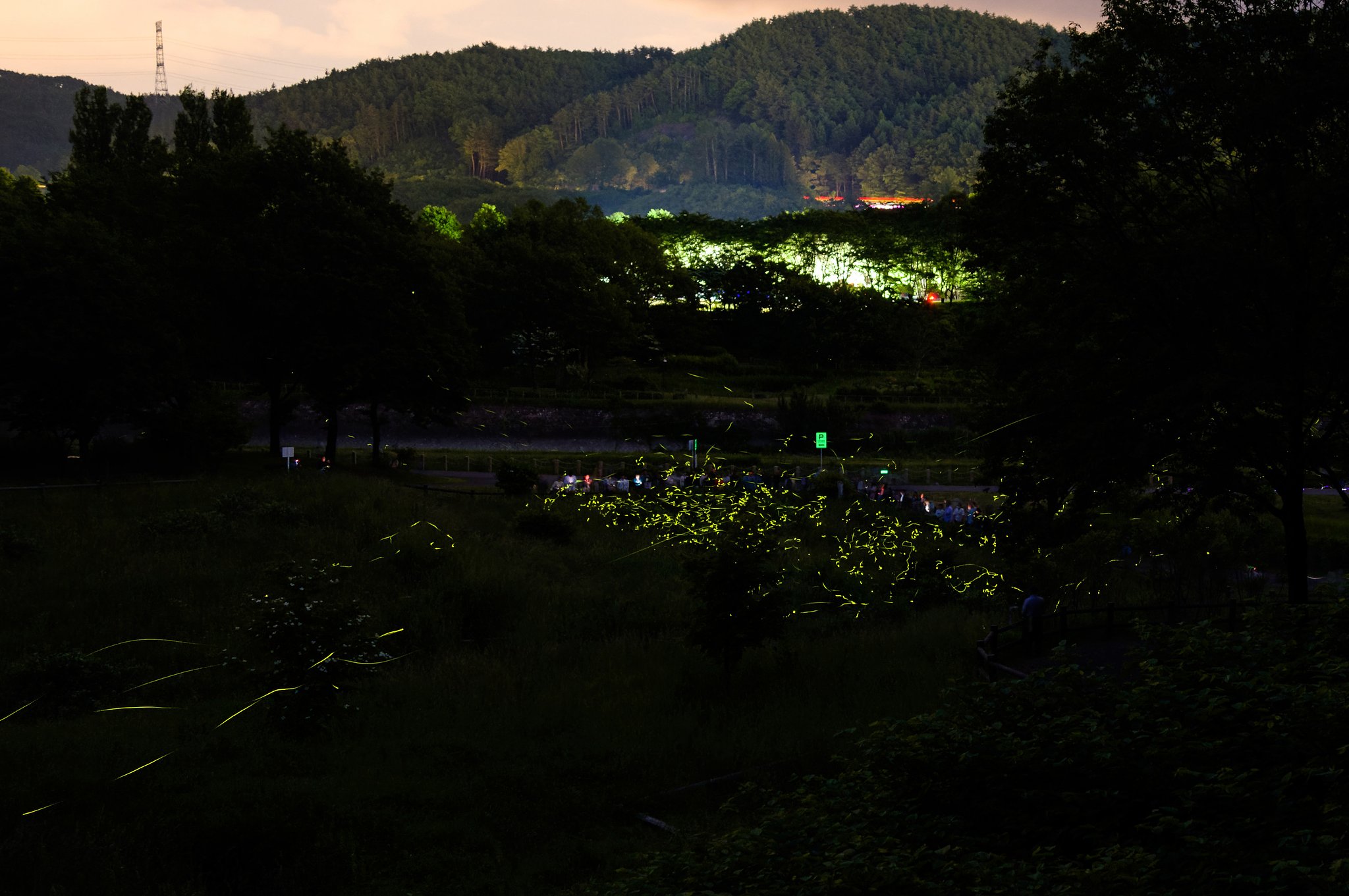 大都会