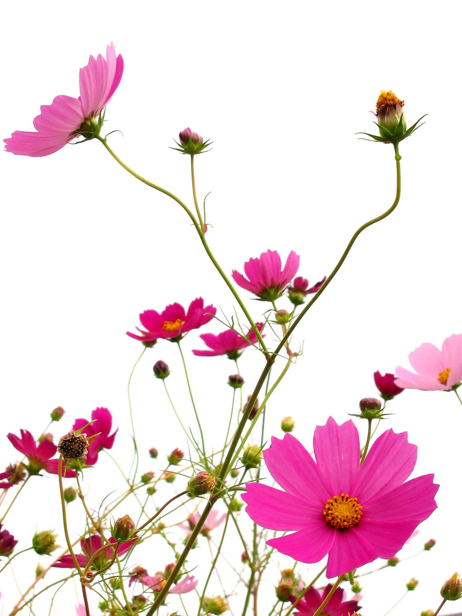 もう一花咲かせたい