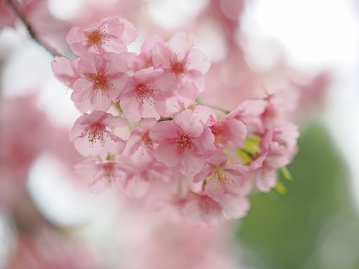 桃色吐息
