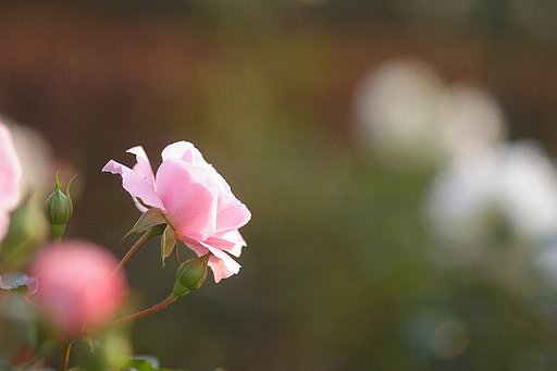 秋のバラ