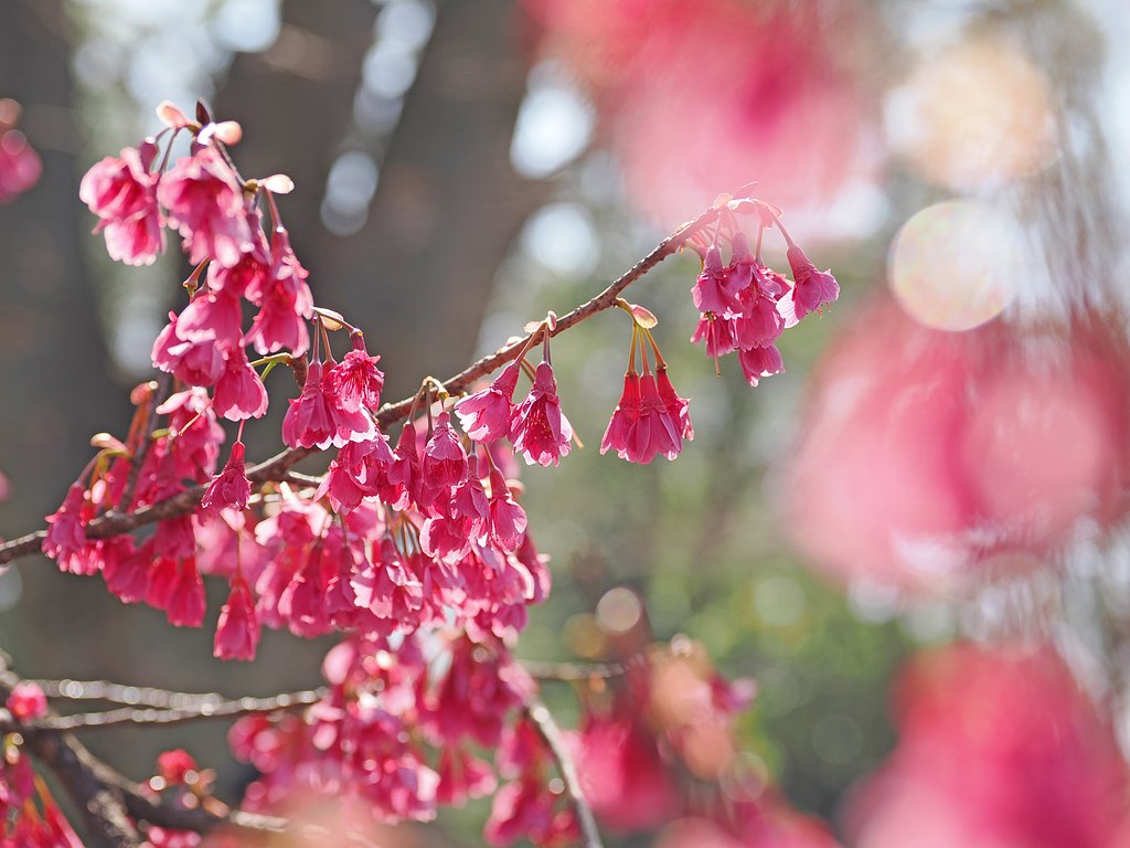 緋寒桜