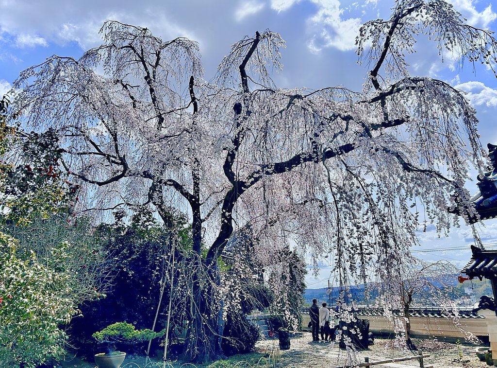 枝垂れ桜１