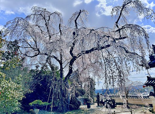 枝垂れ桜１