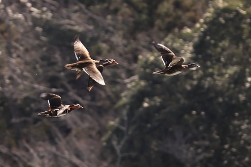 カモが飛んでいましたので・・