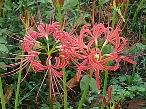 緑の背景と2輪のヒガンバナ