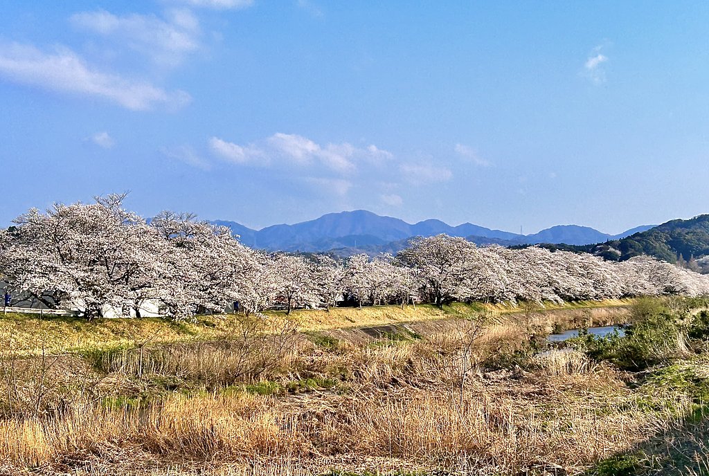 桜並木