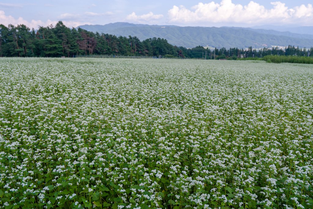 蕎麦の景色