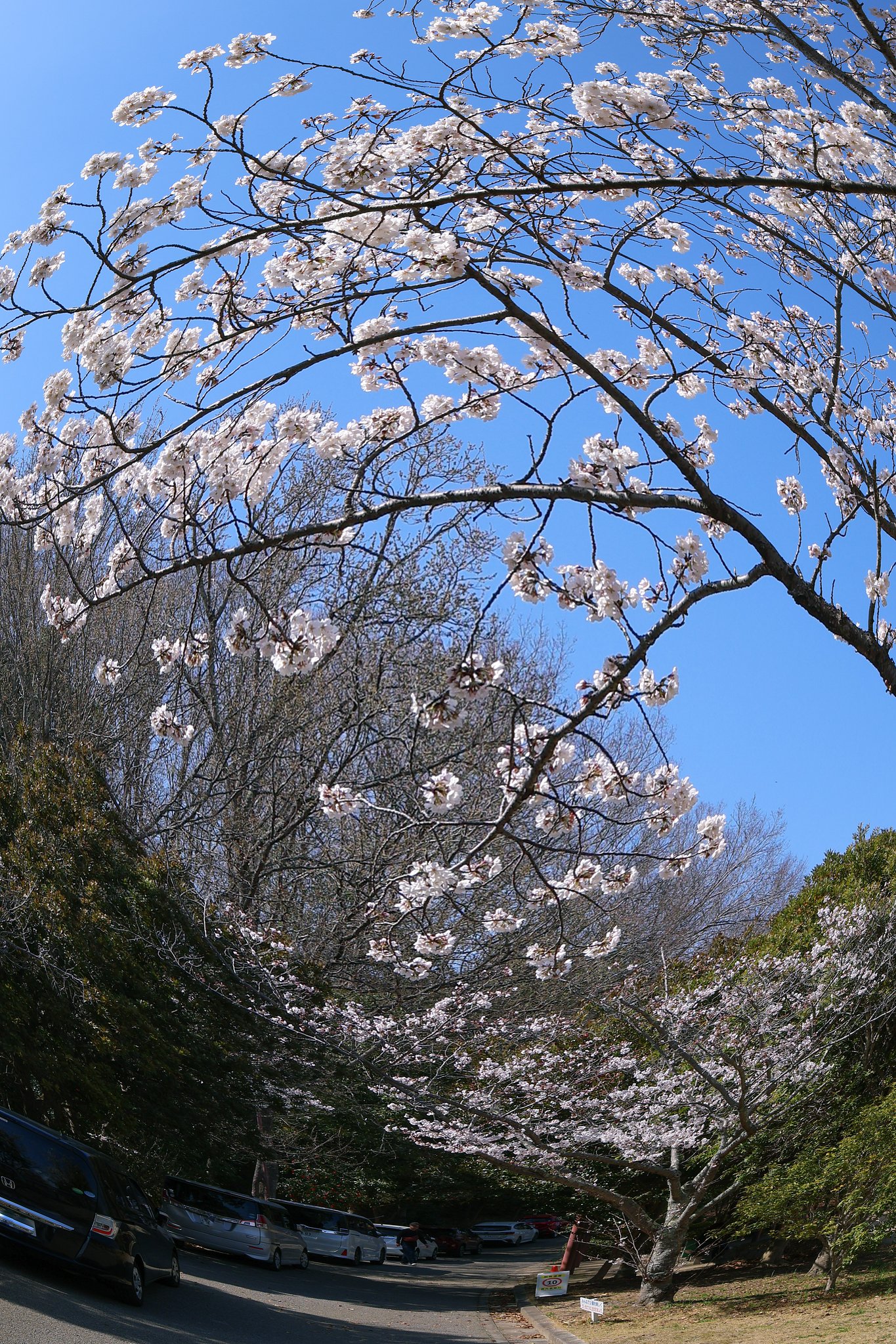 満開は眩暈と共に