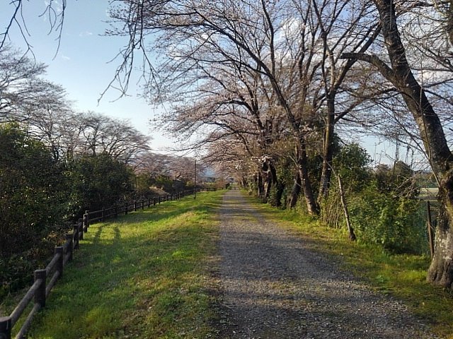 桜のある砂利道