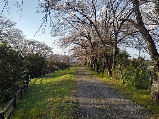 桜のある砂利道