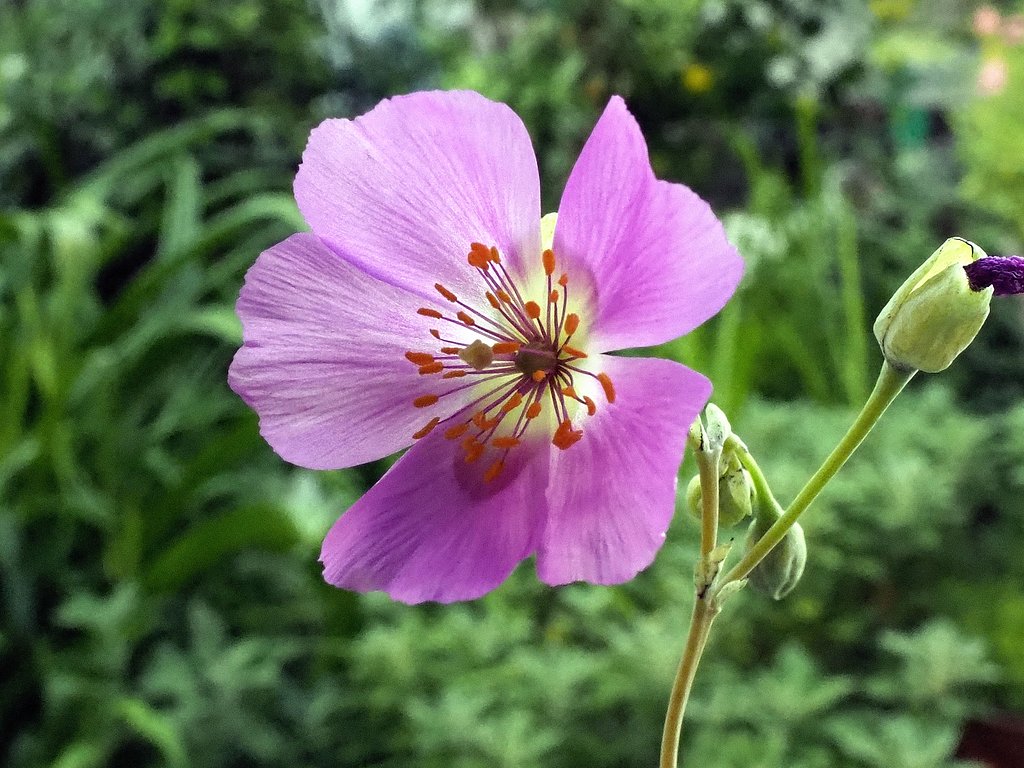 キスタンテ・グランディフロラ