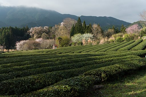 茶畑と春色