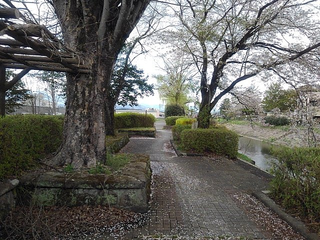 石畳の歩道に積もる桜の花びら