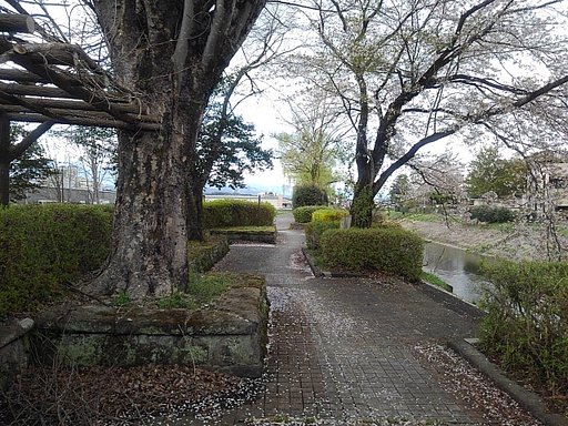 石畳の歩道に積もる桜の花びら