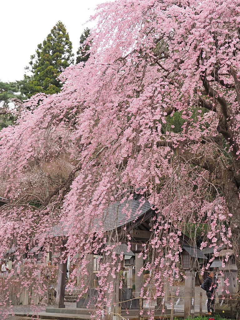 いにしえの春を思う〜南湖神社〜２