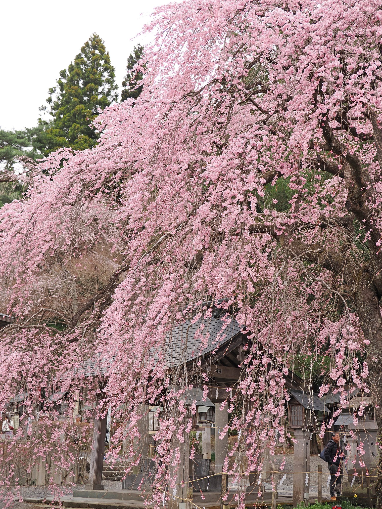 いにしえの春を思う〜南湖神社〜２