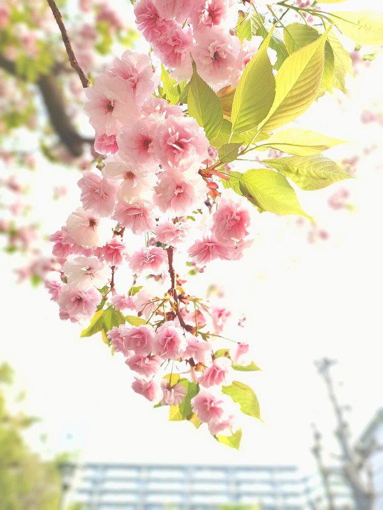 来年まで