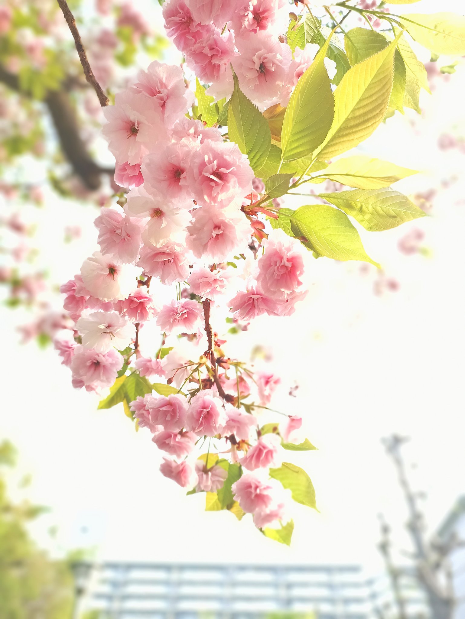 来年まで