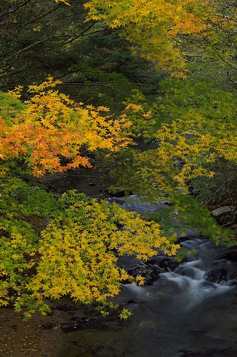 紅葉と渓流