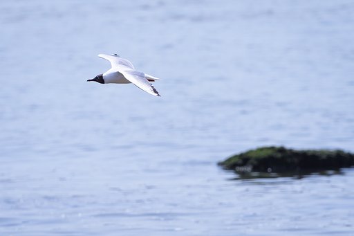 黒頭巾のユリカモメ