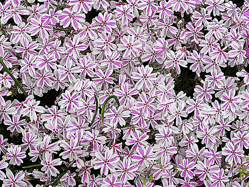 芝桜　模様入り