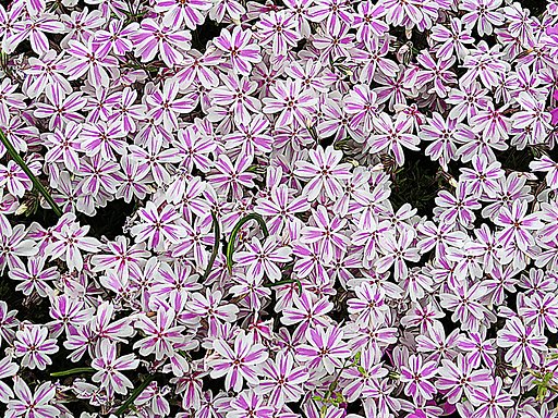 芝桜　模様入り