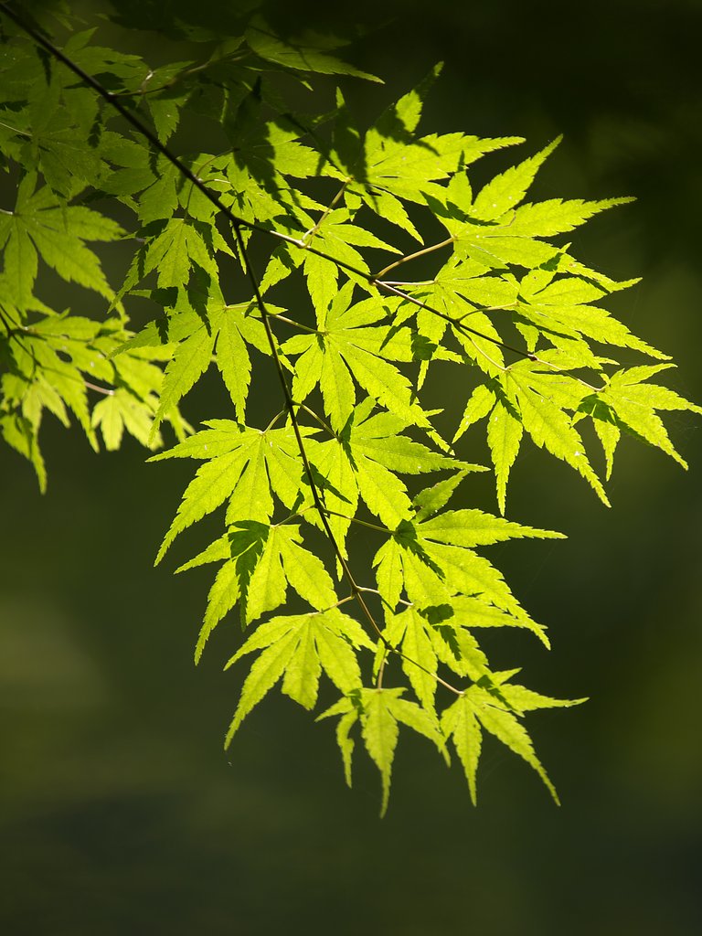 色づく前のもみじ　その３