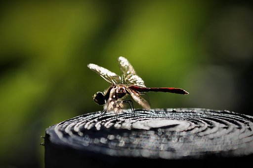 秋の虫（その１）アキアカネ