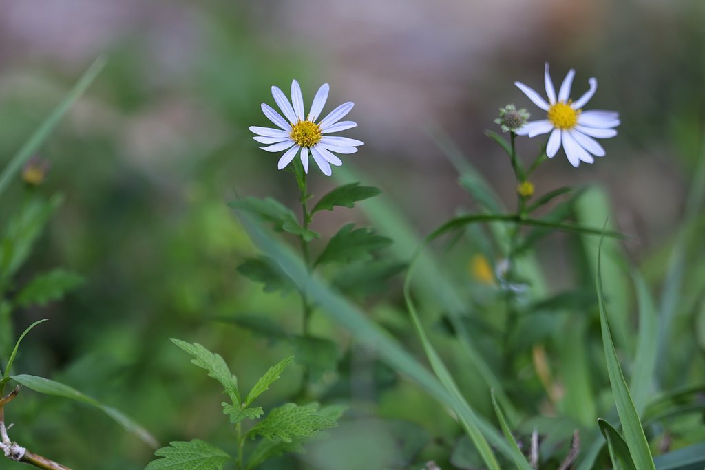 秋の花（その２）カントウヨメナ