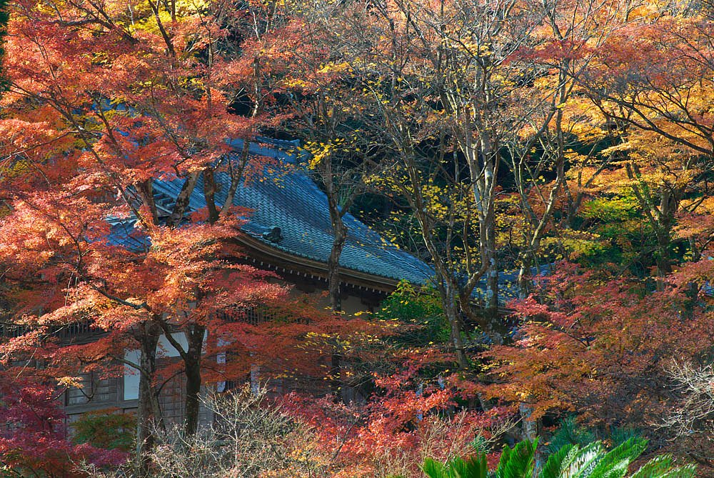 大洞院紅葉終わり