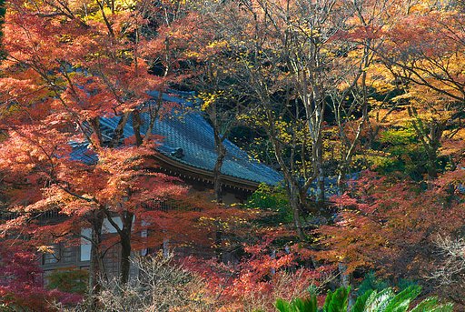 大洞院紅葉終わり
