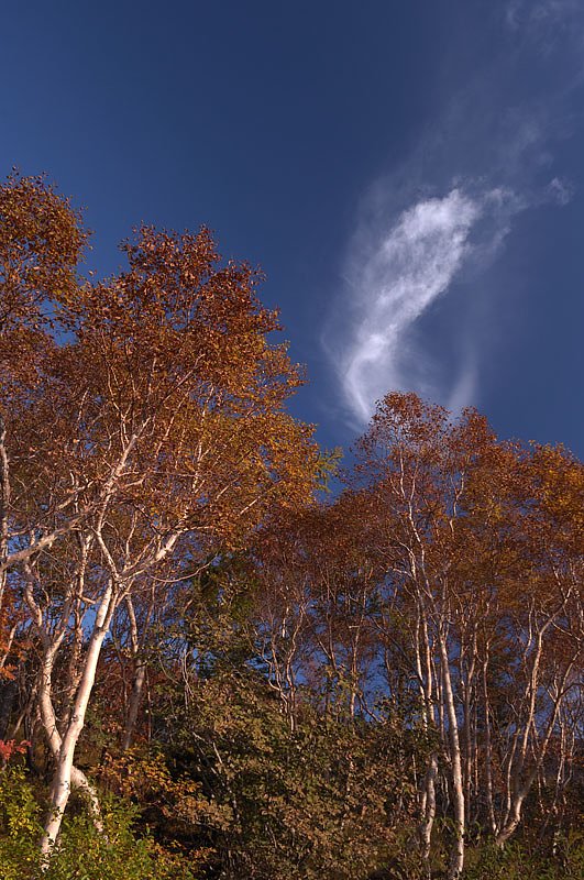 秋空と紅葉