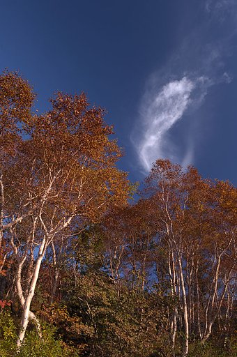 秋空と紅葉
