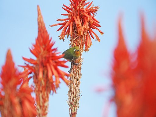 新種？「ノドアカメジロ？」