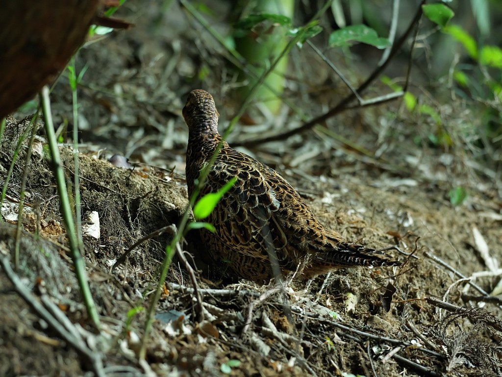 キジ♀