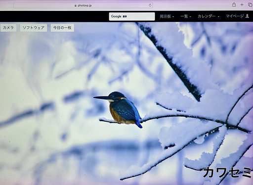 カワセミー壁紙