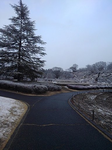 雪が降った日の公園の歩道