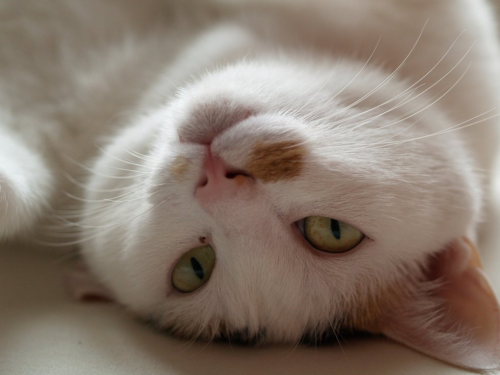 猫の額